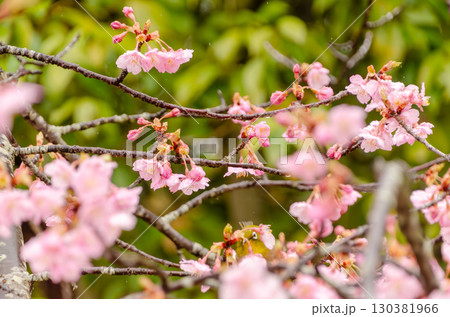 花の間からひょっこり顔を出すメジロ 花の間からひょっこり顔を出すメジロ 130381966