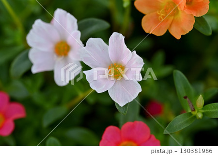 ポーチュラカ 130381986