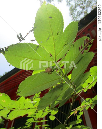 陽光に透けるヌルデ(白膠木)の葉 陽光に透けるヌルデ(白膠木)の葉 130382260