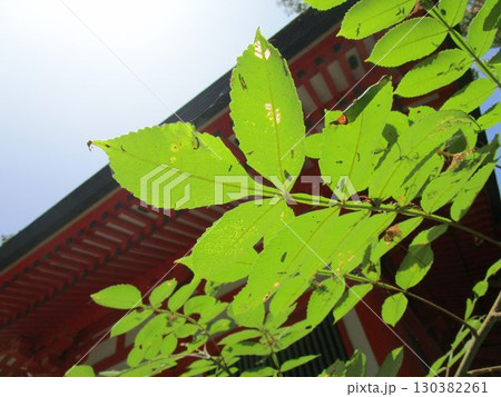 陽光に透けるヌルデ（白膠木）の葉 130382261
