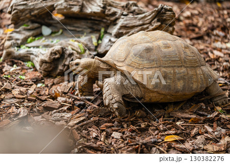 Tortoise Walking on Mulch Beside Weathered Log 130382276