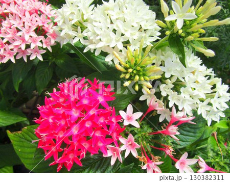 カラフルなペンタスの花のアップ カラフルなペンタスの花のアップ 130382311