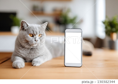 British Shorthair cat relaxes beside a blank smartphone on a cozy wooden table in a bright room 130382344