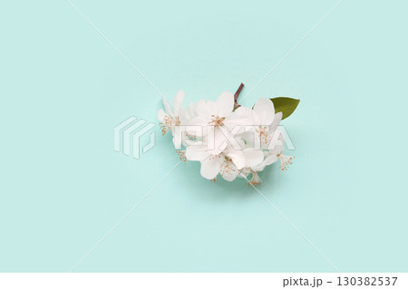 Delicate white cherry blossoms on soft blue background highlighting natural 130382537