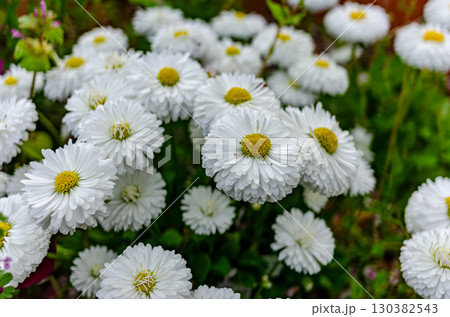 ヒナギク 130382543