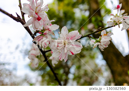 春の陽光を浴びる花桃 130382560