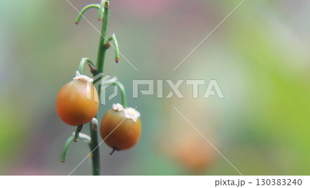Macro shot of wild berries on a green stem 130383240