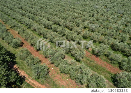 Olive tree plantation in Istria, Croatia. Olive tree plantation in Istria, Croatia. 130383388