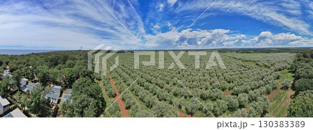 Olive tree plantation panorama landscape in Istria, Croatia. 130383389