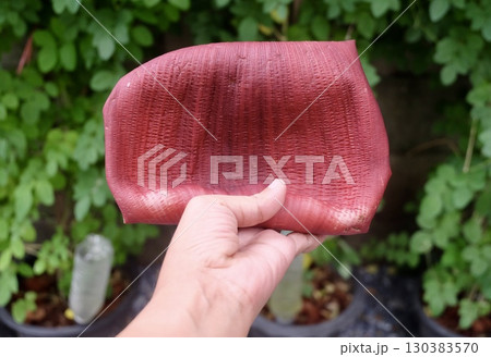 Hand Holding a Vibrant Red Banana Blossom Petal Hand Holding a Vibrant Red Banana Blossom Petal 130383570