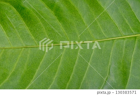 Close Up Textured Background of a Green Leaf 130383571