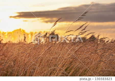 Agricultural field with fescue grass in golden light in sunset. 130383823