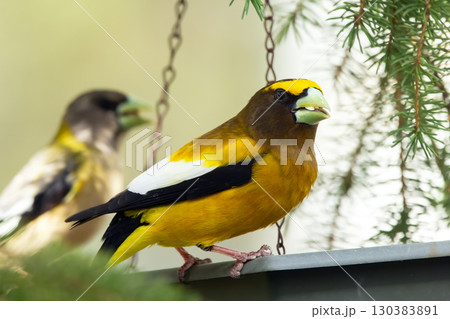 Male and female Evening Grosbeak on a spruce tree branch. 130383891