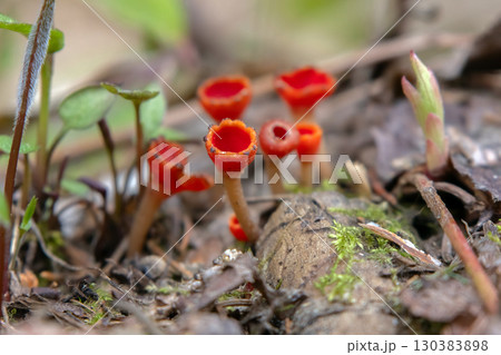 Scarlet Cup Fungi in grass and leaves on the forest floor. Scarlet Cup Fungi in grass and leaves on the forest floor. 130383898