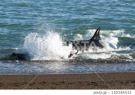 Killer whale hunting sea lions on the paragonian coast, Patagonia, Argentina 130384332