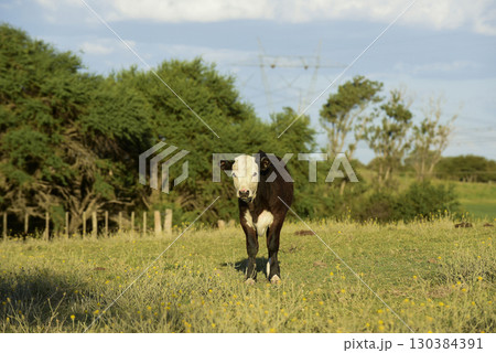 Cattle raising  with natural pastures in Pampas countryside, La Pampa Province,Patagonia, Argentina. 130384391