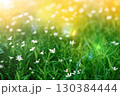 Field of blooming Stellaria holostea with white flowers and green grass background 130384444