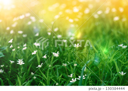 Field of blooming Stellaria holostea with white flowers and green grass background Field of blooming Stellaria holostea with white flowers and green grass background 130384444