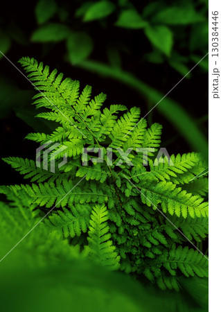 Perfect natural fern pattern with fresh green leaves Perfect natural fern pattern with fresh green leaves 130384446