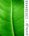 Macro photo of green leaf underside with visible veins 130384448