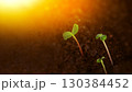 Young green seedlings growing in fertile soil under warm morning sunlight 130384452