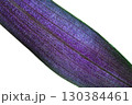 Macro of Tradescantia spathacea leaf with vibrant purple texture 130384461