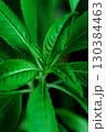 Macro photo of green plant sprout with fresh leaves in natural light 130384463