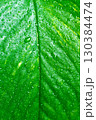 Macro photo of green leaf underside with visible veins 130384474