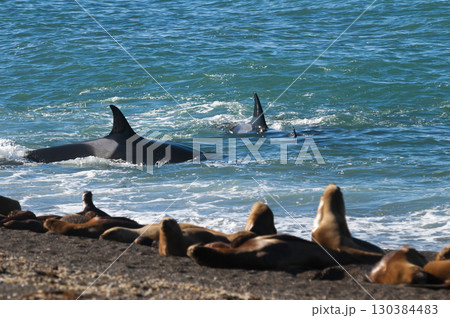 Killer whale hunting sea lions on the paragonian coast, Patagonia, Argentina Killer whale hunting sea lions on the paragonian coast, Patagonia, Argentina 130384483