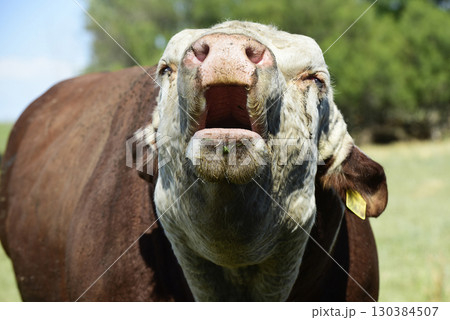 Cattle raising  with natural pastures in Pampas countryside, La Pampa Province,Patagonia, Argentina. 130384507