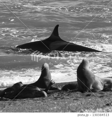 Killer whale hunting sea lions on the paragonian coast, Patagonia, Argentina 130384513