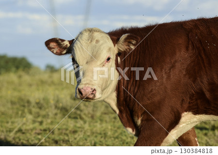 Cattle raising  with natural pastures in Pampas countryside, La Pampa Province,Patagonia, Argentina. 130384818
