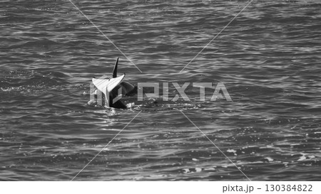 Killer whale hunting sea lions on the paragonian coast, Patagonia, Argentina 130384822
