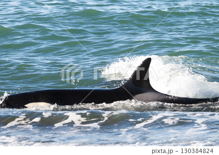 Killer whale hunting sea lions on the paragonian coast, Patagonia, Argentina Killer whale hunting sea lions on the paragonian coast, Patagonia, Argentina 130384824
