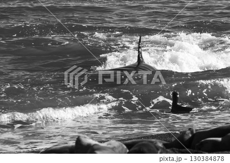 Killer whale hunting sea lions on the paragonian coast, Patagonia, Argentina 130384878