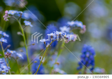 A bush of forget-me-nots in a flower bed 130384905