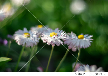 Three daisy flowers in the flower bed 130384907