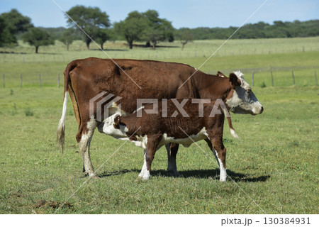Cattle raising with natural pastures in Pampas countryside, La Pampa Province,Patagonia, Argentina. Cattle raising with natural pastures in Pampas countryside, La Pampa Province,Patagonia, Argentina. 130384931