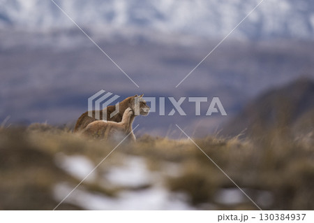 Puma walking in mountain environment, Torres del Paine National Park, Patagonia, Chile. 130384937