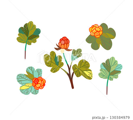 A collection of cloudberries and leaves. Illustration featuring a northern berry. A collection of cloudberries and leaves. Illustration featuring a northern berry. 130384979
