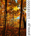 A forest with many trees and leaves. 130385000