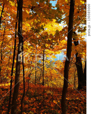 A forest with many trees and leaves. 130385000