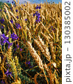 A field of wheat with purple flowers is visible in the foreground. 130385002