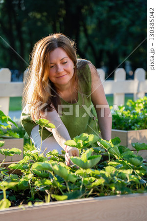 Woman in a green linen top tends to strawberry plants in a wooden raised garden bed, illuminated by warm sunlight 130385042