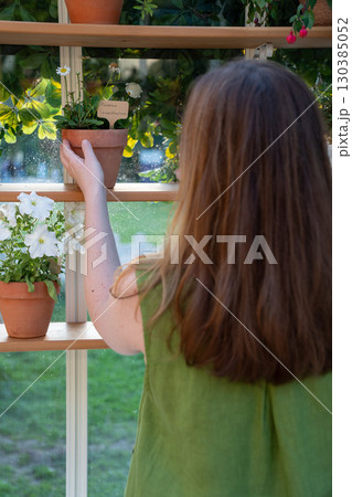 Woman in a green dress holds a terracotta pot with a labeled Leucanthemum daisy plant on a wooden shelf inside a greenhouse Woman in a green dress holds a terracotta pot with a labeled Leucanthemum daisy plant on a wooden shelf inside a greenhouse 130385052