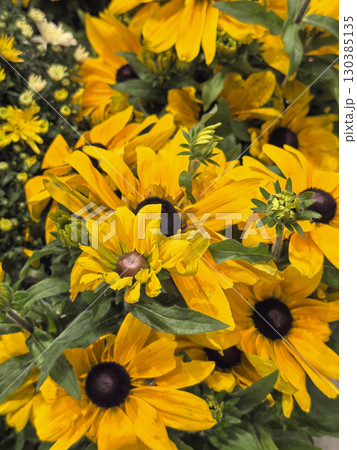 Vibrant yellow flowers blooming in a sunny garden setting during daytime 130385135
