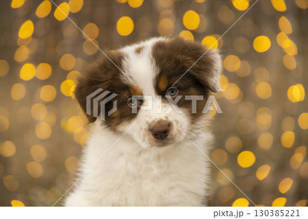 Cute brown and white Australian Shepherd puppy sitting in front of festive bokeh lights. 130385221