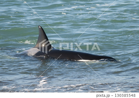 Killer whale hunting sea lions on the paragonian coast, Patagonia, Argentina 130385548