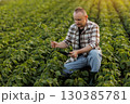 Male farmer or agronomist uses digital tablet to analyse and check the growth and disease of soybeans plants at soya field, seasonal work. Smart farming technology and agriculture business concept. 130385781