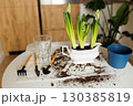 Spring houseplant care. Garden tools, hand and transplant shovel, rake, hyacinth flowers in new white pot after repotting, empty plastic pot, glass with water for watering and soil on table indoors 130385819